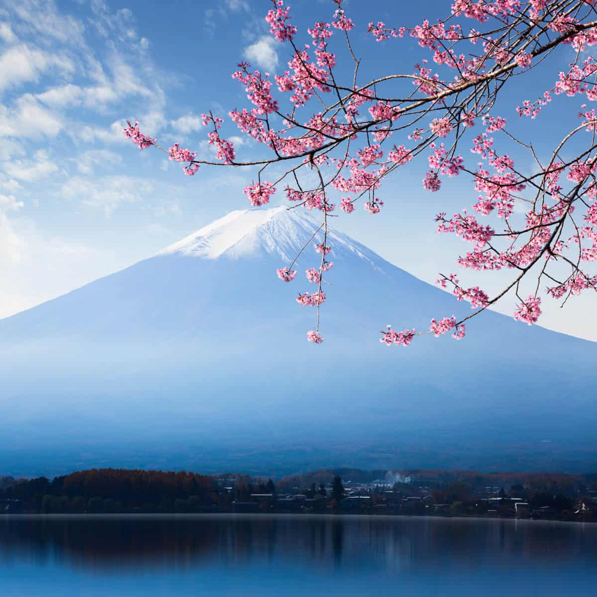 Cherry branches curve around Mount Fuji beyond calm blue water in Japan.